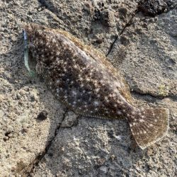 竹野にてフラットフィッシュ