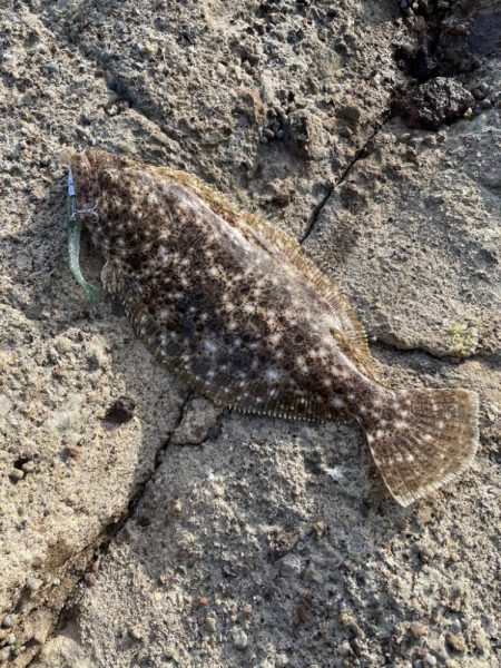 竹野にてフラットフィッシュ