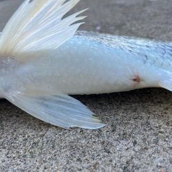 エビ撒きでチヌ釣れました