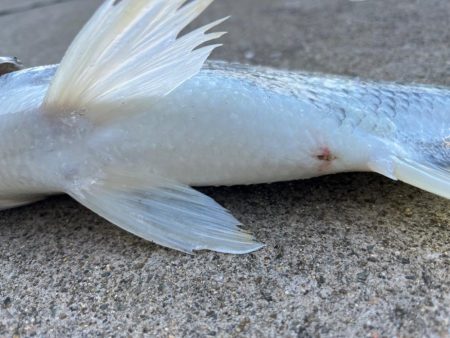 エビ撒きでチヌ釣れました