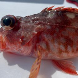 真鯛は居るけど渋かったです