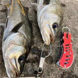 シーバス好調です♪