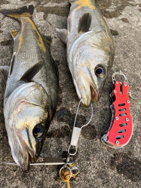 シーバス好調です♪