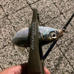 風つよめなアジング