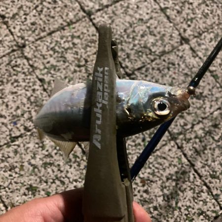 風つよめなアジング