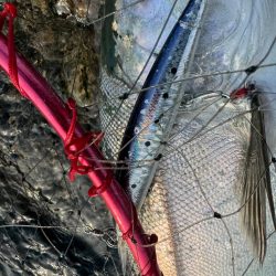 R6サクラ　ファイナル