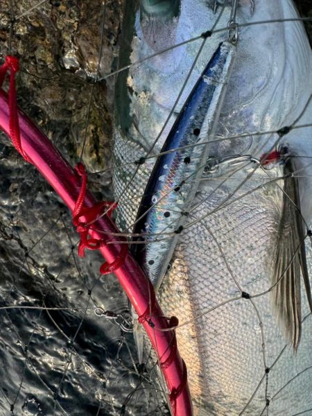 R6サクラ　ファイナル