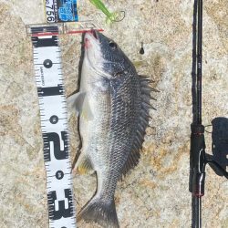 ゴミがいっぱいだけど釣れる