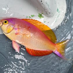 東京湾、ウィリー五目船