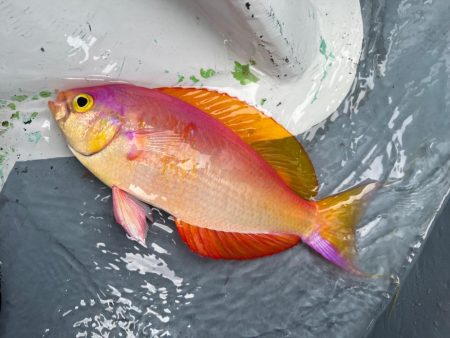 東京湾、ウィリー五目船