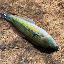 まだ少し早いキス釣り