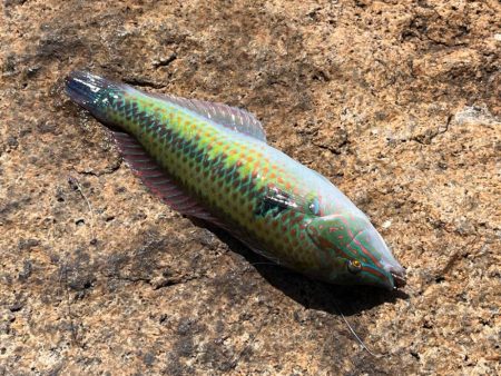 まだ少し早いキス釣り