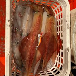 白イカ釣行