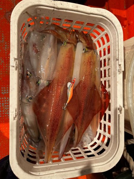 白イカ釣行
