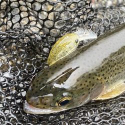 大雨鱒フィッシング