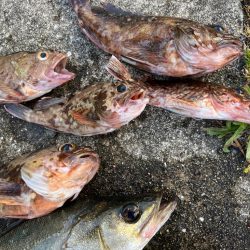 エビ撒き好調です