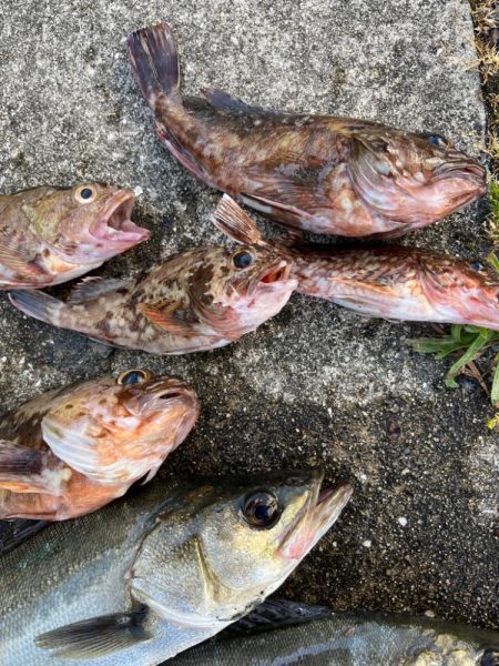 エビ撒き好調です