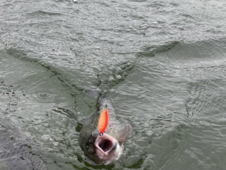 今期ラストかめプー