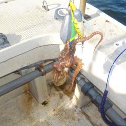 船タコ第2戦〜盛和丸 数釣り〜