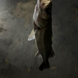 バチ抜けシーバス