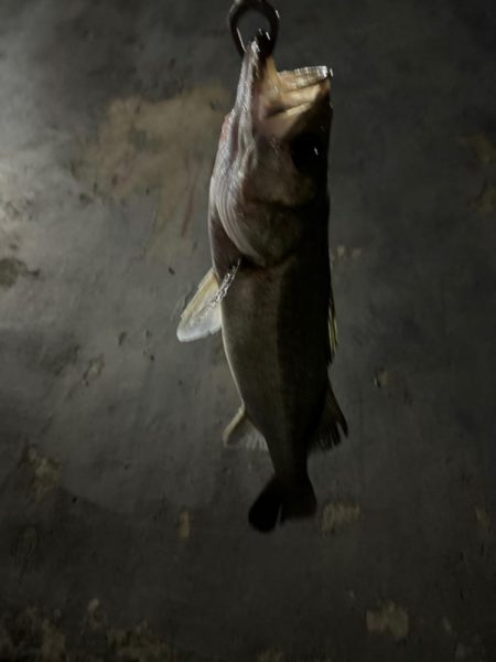 バチ抜けシーバス