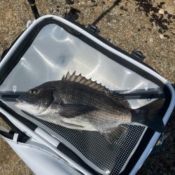 磯で乗っ込みチヌ釣り