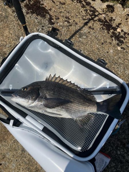 磯で乗っ込みチヌ釣り