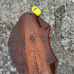 アオリイカ 計6.4kg