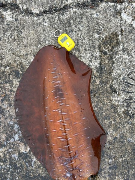 アオリイカ 計6.4kg