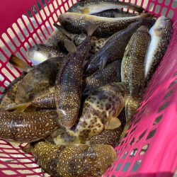 室津のカットウフグ