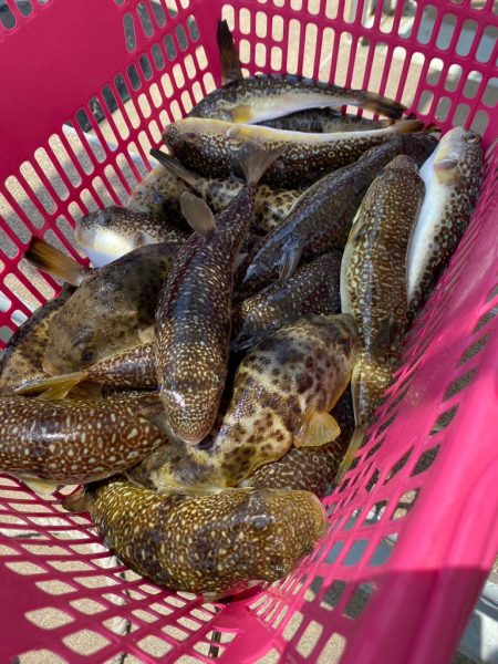 室津のカットウフグ