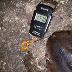 春アオリ、ゲット！