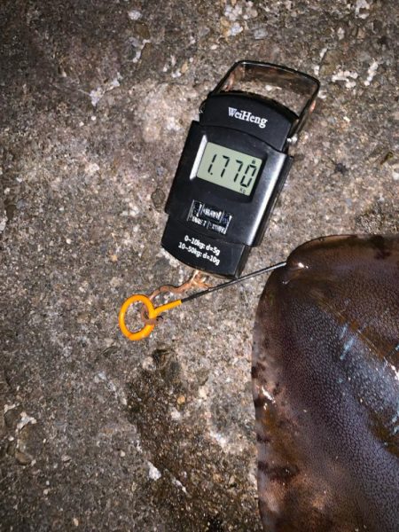 春アオリ、ゲット！