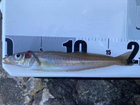 爆風東二見釣行！