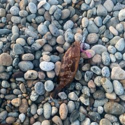 ヒラメとキジハタ