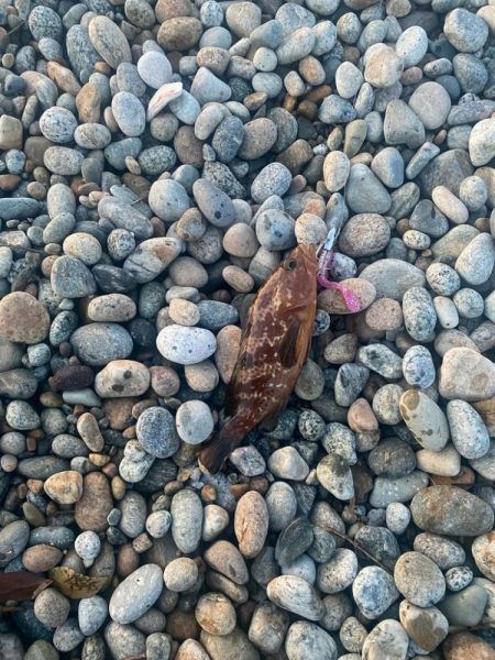 ヒラメとキジハタ