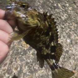 メバリングは楽しい