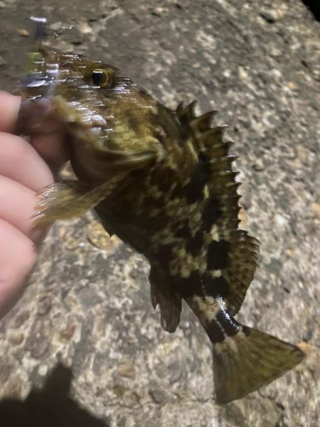 メバリングは楽しい