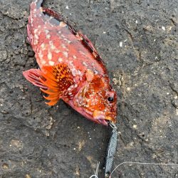 ロックフィッシュシーズン到来