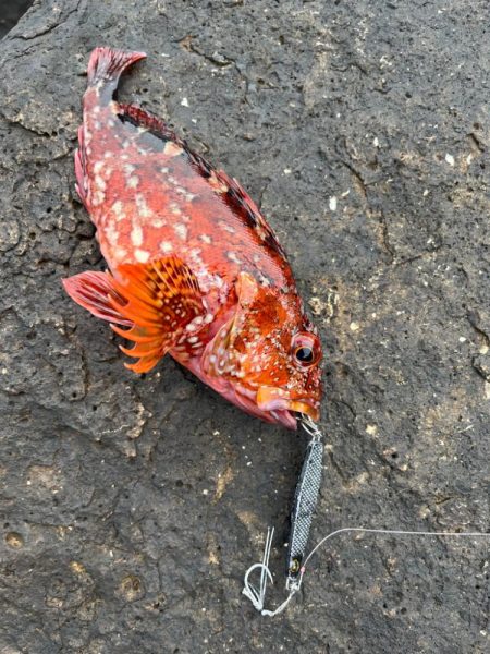 ロックフィッシュシーズン到来