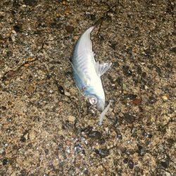 良型アジと爆釣カマス