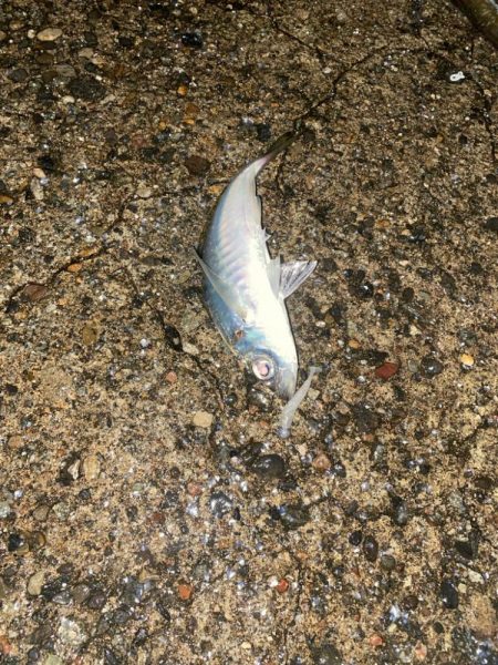 良型アジと爆釣カマス