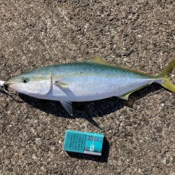 久しぶりの青物