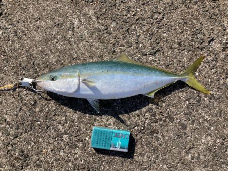 久しぶりの青物