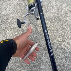 シロギスタの激シブ入魂