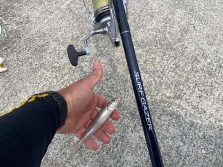 シロギスタの激シブ入魂