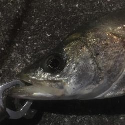 最後のテクトロでシーバス