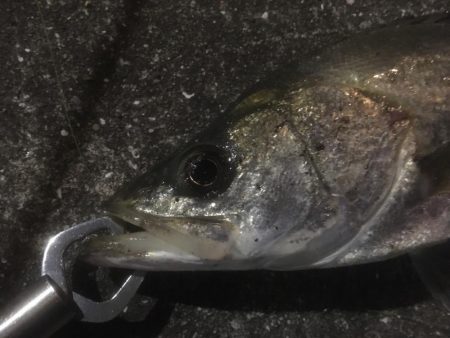 最後のテクトロでシーバス