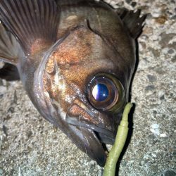 2024ライトゲーム第20戦