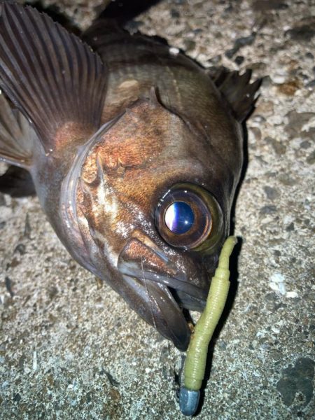 2024ライトゲーム第20戦